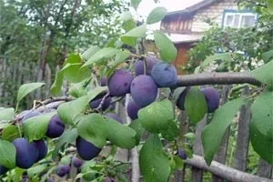 Особливості та нюанси корисних властивостей сливи