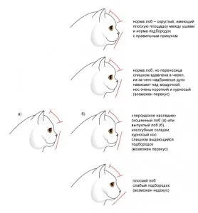 Стандарти британської породи - 2 (схеми), британські коти (британської) Стандарти британської породи - 2 (схеми), британські коти