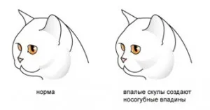 Стандарти британської породи - 2 (схеми), британські коти (стандарти) Стандарти британської породи - 2 (схеми), британські коти