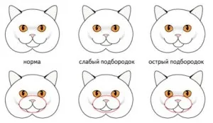 Стандарти британської породи - 2 (схеми), британські коти (породи) Стандарти британської породи - 2 (схеми), британські коти
