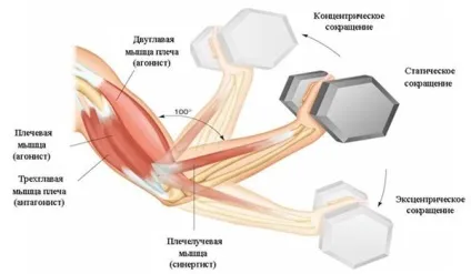 Статичні напруги м'язів
