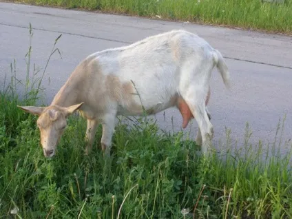 Від чого залежать надої кіз (удої) Від чого залежать надої кіз