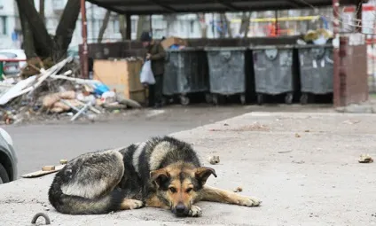 Вилов собак в Татарстані благо для людей або шкуродерством (людей) Вилов собак в Татарстані благо для людей або шкуродерством