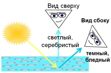 Про колір фарб - металік