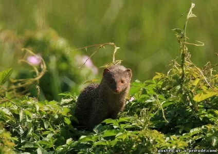 Відважні звірята - мангусти - 25 фото - картинки - фото світ природи (відважні звірята) Відважні звірята - мангусти - 25 фото - картинки - фото світ природи