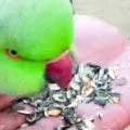 Ожереловий папуга догляд та утримання, чим годувати (фото і відео) (папуга) Ожереловий папуга догляд та утримання, чим годувати (фото і відео)