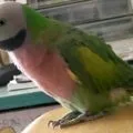 Ожереловий папуга догляд та утримання, чим годувати (фото і відео) (ожереловий) Ожереловий папуга догляд та утримання, чим годувати (фото і відео)