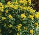 Пальма хамедорея в домашніх умовах розмноження, пересадка, догляд