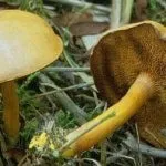 Овочівництво види і технологія вирощування вУкаіни - cельхозпортал
