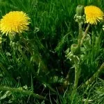 Овочівництво види і технологія вирощування вУкаіни - cельхозпортал