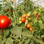 Овочівництво види і технологія вирощування вУкаіни - cельхозпортал