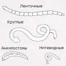 Паразити у кішок, види, ознаки, виведення і профілактика (паразити у кішок) Паразити у кішок, види, ознаки, виведення і профілактика