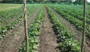 Овочівництво види і технологія вирощування вУкаіни - cельхозпортал