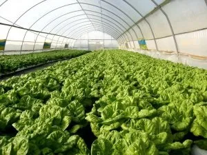 Овочівництво види і технологія вирощування вУкаіни - cельхозпортал