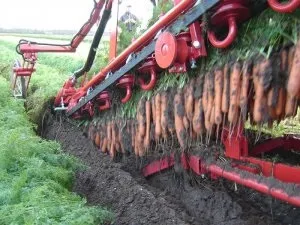 Овочівництво види і технологія вирощування вУкаіни - cельхозпортал