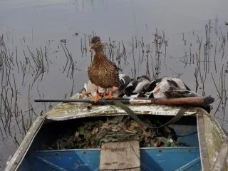 Полювання з спанієлем на качок та іншу водоплавну дичину - підготовка і навчання собаки (собаку) Полювання з спанієлем на качок та іншу водоплавну дичину - підготовка і навчання собаки