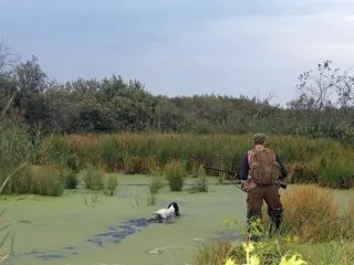 Полювання з спанієлем на качок та іншу водоплавну дичину - підготовка і навчання собаки (полювання) Полювання з спанієлем на качок та іншу водоплавну дичину - підготовка і навчання собаки