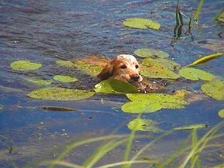 Полювання з спанієлем на качок та іншу водоплавну дичину - підготовка і навчання собаки (спанієля) Полювання з спанієлем на качок та іншу водоплавну дичину - підготовка і навчання собаки