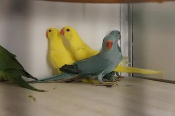 Ожереловий папуга - догляд, годування, приручення та ін (& quot; all-birds & quot;) Ожереловий папуга - догляд, годування, приручення та ін
