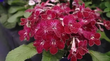 Пальма хамедорея в домашніх умовах розмноження, пересадка, догляд