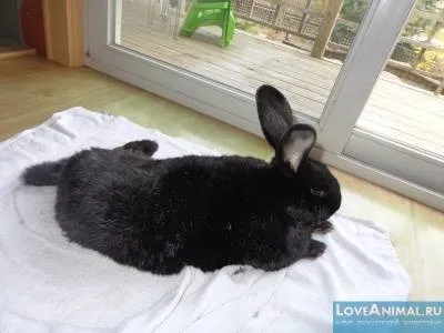 Параліч задніх лап у кролика