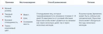 Паразити у кішок, види, ознаки, виведення і профілактика (профілактика) Паразити у кішок, види, ознаки, виведення і профілактика