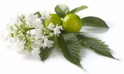 Пачулі - аромат грошей - пачулі, масло пачулі, ароматерапія, ефірні масла (ароматерапія) Пачулі - аромат грошей - пачулі, масло пачулі, ароматерапія, ефірні масла