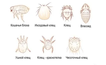 Паразити у кішок, види, ознаки, виведення і профілактика (види) Паразити у кішок, види, ознаки, виведення і профілактика