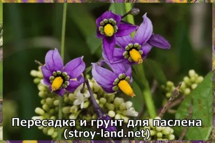 Паслін - догляд в домашніх умовах