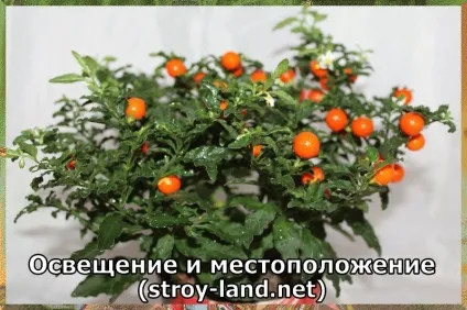 Паслін - догляд в домашніх умовах