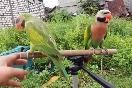 Ожереловий папуга догляд та утримання, чим годувати (фото і відео) (годувати) Ожереловий папуга догляд та утримання, чим годувати (фото і відео)