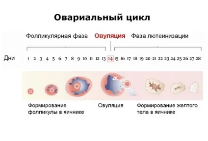 Овуляція і жовте тіло