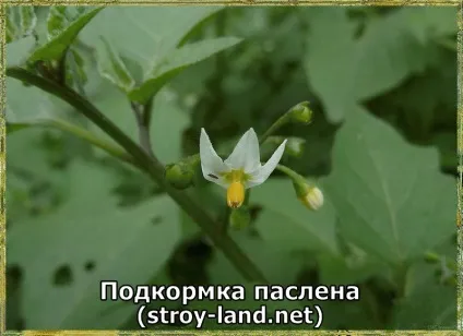Паслін - догляд в домашніх умовах