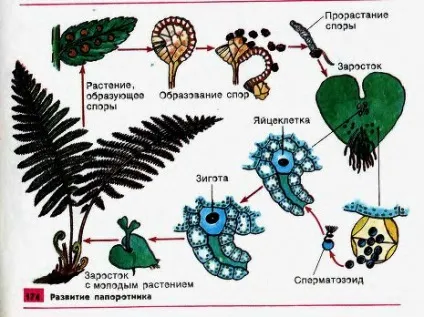 Папороть в ландшафтному дизайні саду і дачі фото (спори папороті) Папороть в ландшафтному дизайні саду і дачі фото