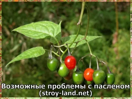 Паслін - догляд в домашніх умовах