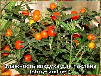 Паслін - догляд в домашніх умовах