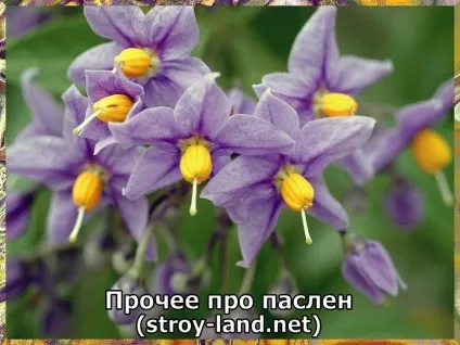 Паслін - догляд в домашніх умовах