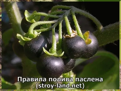 Паслін - догляд в домашніх умовах
