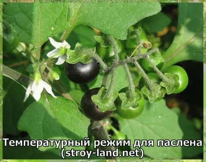 Паслін - догляд в домашніх умовах