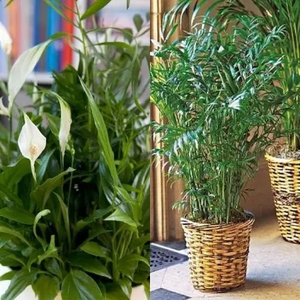 Пальма хамедорея в домашніх умовах розмноження, пересадка, догляд