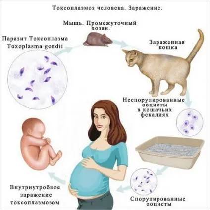 Паразити у кішок, види, ознаки, виведення і профілактика (паразити у кішок) Паразити у кішок, види, ознаки, виведення і профілактика
