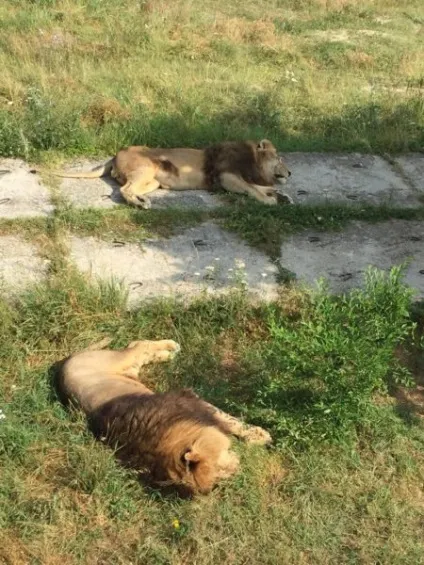 Парк Тайган в криму, сайт про подорожі по світу (сафарі парк Тайган в криму) Парк Тайган в криму, сайт про подорожі по світу