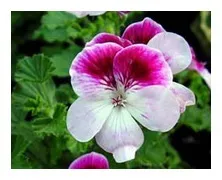 Пеларгонії ангели - angel pelargoniums (angel) Пеларгонії ангели - angel pelargoniums