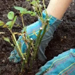 Пересадка шипшини як і коли пересаджувати шипшина, особливості процедури, моя дачка (особливості) Пересадка шипшини як і коли пересаджувати шипшина, особливості процедури, моя дачка