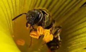 Бджолине злодійство меду і методи захисту (Хвороби лікування Шершень Джміль) Бджолине злодійство меду і методи захисту