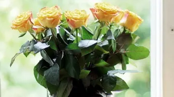 Пеларгонія ампельна догляд за рослиною в домашніх умовах і розмноження (з фото) (пеларгонія) Пеларгонія ампельна догляд за рослиною в домашніх умовах і розмноження (з фото)