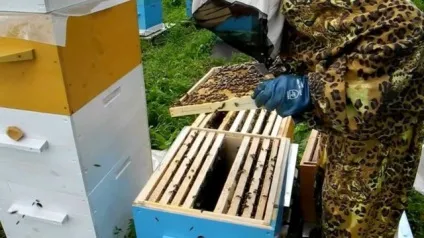 Бджолине злодійство меду і методи захисту (захисту) Бджолине злодійство меду і методи захисту