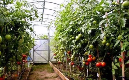 Піч для теплиці своїми руками порядок виготовлення (теплиці) Піч для теплиці своїми руками порядок виготовлення