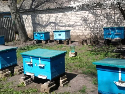 Бджолине злодійство меду і методи захисту (Хвороби лікування Шершень Джміль) Бджолине злодійство меду і методи захисту