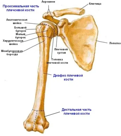 Перелом хірургічної шийки плеча лікування, симптоми і причини (лікування) Перелом хірургічної шийки плеча лікування, симптоми і причини